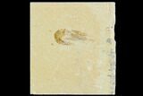 Cretaceous Fossil Shrimp - Lebanon #123952-1